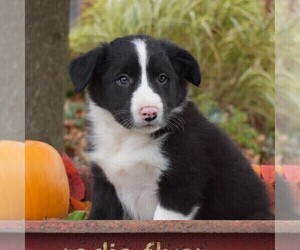 Collie Puppy for sale in PAXINOS, PA, USA
