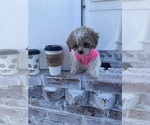 Puppy Ariel Maltipoo
