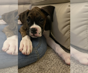 Boxer Puppy for sale in SIOUX CITY, IA, USA
