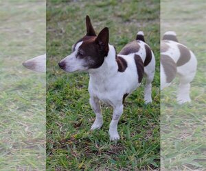 Jack Russell Terrier-Unknown Mix Dogs for adoption in Miami, FL, USA