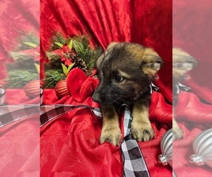 German Shepherd Dog Puppy for Sale in LUTHER, Oklahoma USA
