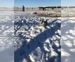 Small Photo #8 Shetland Sheepdog Puppy For Sale in MOLT, MT, USA
