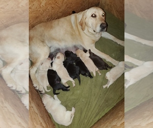 Mother of the Labrador Retriever puppies born on 04/10/2022