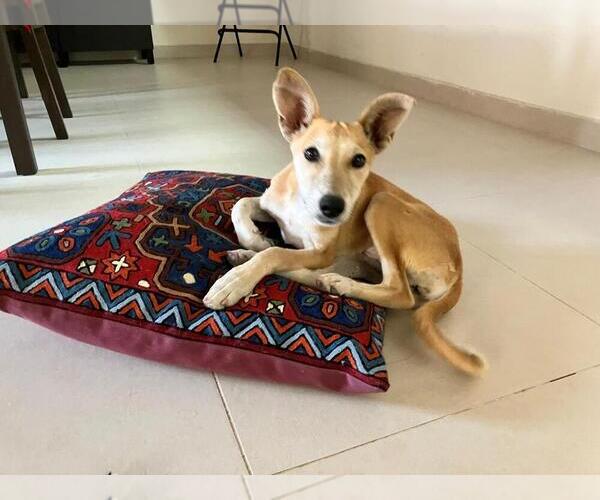 Medium Photo #1 Mutt Puppy For Sale in garner, NC, USA