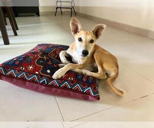 Mutt Dogs for adoption in garner, NC, USA