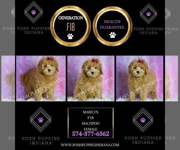 Medium Photo #47 Maltipoo (Miniature) Puppy For Sale in WARSAW, IN, USA