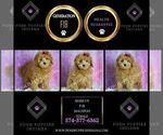 Small Photo #47 Maltipoo (Miniature) Puppy For Sale in WARSAW, IN, USA