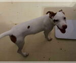 Small Jack Russell Terrier Mix