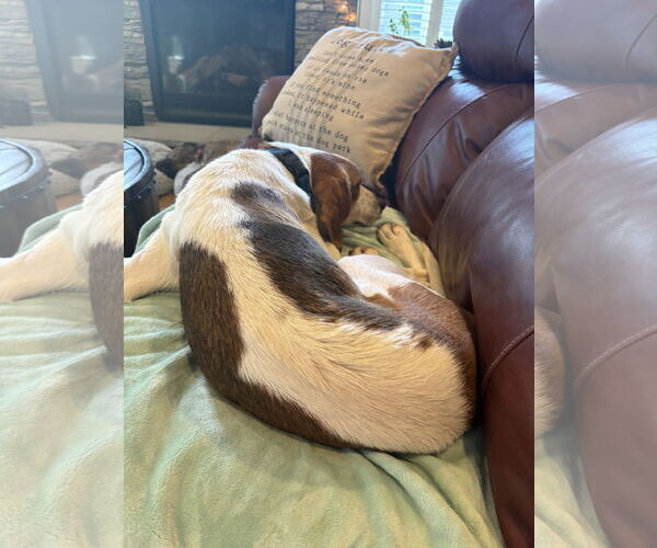 Medium Photo #8 Mutt Puppy For Sale in Spotsylvania, VA, USA