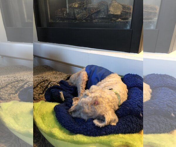 Medium Photo #4 Poodle (Miniature)-Unknown Mix Puppy For Sale in  Ramona, CA, USA