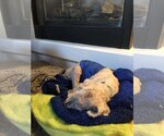 Small #3 Poodle (Miniature) Mix