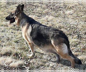 Mother of the German Shepherd Dog puppies born on 03/17/2025