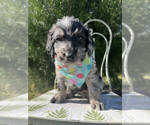 Labradoodle Puppy for sale in PEMBROKE, GA, USA
