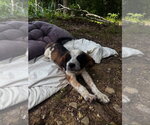 Small #1 Australian Shepherd Mix