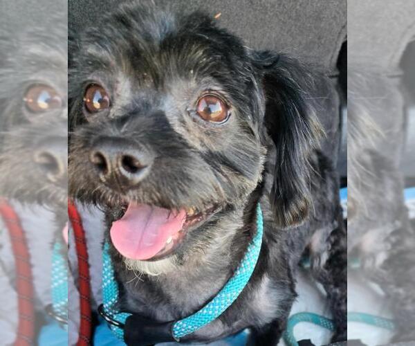 Medium Photo #3 Maltipoo (Miniature) Puppy For Sale in San Antonio, TX, USA