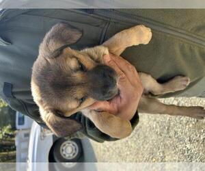 German Shepherd Dog-Unknown Mix Dogs for adoption in San Martin, CA, USA