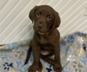 Labrador Retriever Puppy for sale in WATERLOO, IL, USA