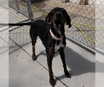 Small #5 Plott Hound