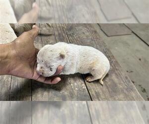 American Pit Bull Terrier Dogs for adoption in Houston, TX, USA