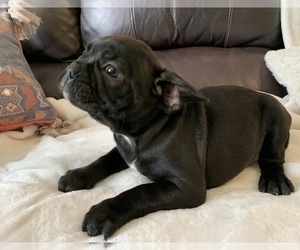 French Bulldog Puppy for sale in JOHNS ISLAND, SC, USA