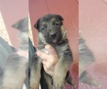 Small Photo #2 German Shepherd Dog Puppy For Sale in ELMA, IA, USA