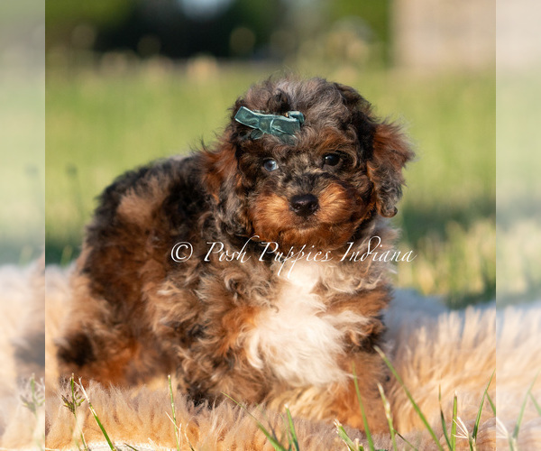 Medium Photo #104 Poodle (Miniature) Puppy For Sale in WARSAW, IN, USA