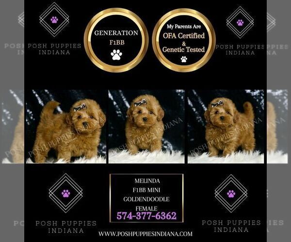Medium Photo #4 Goldendoodle (Miniature) Puppy For Sale in WARSAW, IN, USA