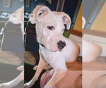 Small #26 Boxer Mix