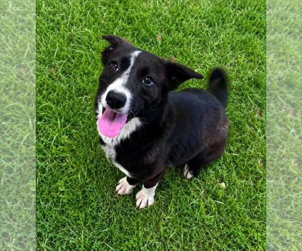 Medium Photo #1 Mutt Puppy For Sale in Shelburne, VT, USA