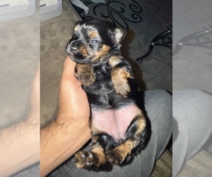 Yorkshire Terrier Puppy for sale in LITTLE RIVER, SC, USA