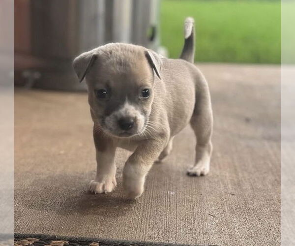 Medium Photo #12 Bullboxer Pit Puppy For Sale in OKLAHOMA CITY, OK, USA