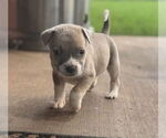 Small #11 Bullboxer Pit
