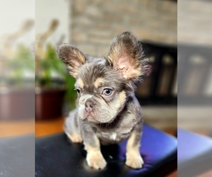 French Bulldog Puppy for sale in COLUMBUS, OH, USA