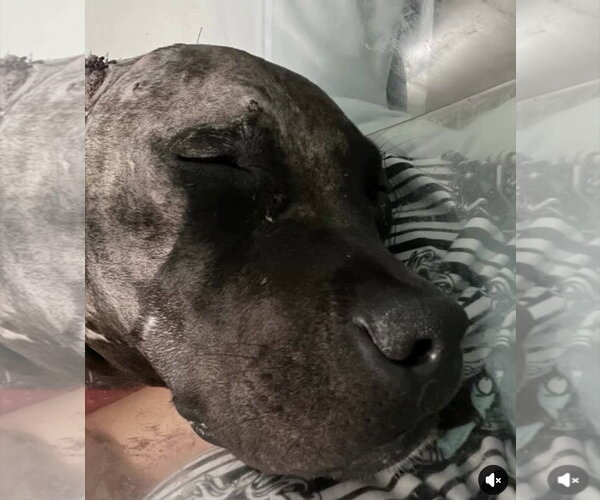 Medium Photo #2 Labrador Retriever-Unknown Mix Puppy For Sale in Houston, TX, USA