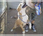 Small #5 American Pit Bull Terrier-Bull Terrier Mix
