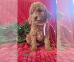 Small Photo #3 Cavapoo Puppy For Sale in COLBY, WI, USA