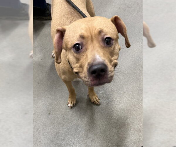 Medium Photo #1 Mastiff-Unknown Mix Puppy For Sale in Forestville, MD, USA