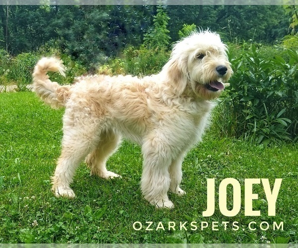 Medium Photo #23 Goldendoodle Puppy For Sale in GOLDEN CITY, MO, USA