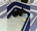Small #3 Miniature Pinscher Mix