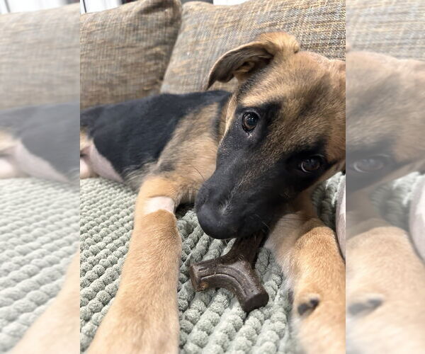 Medium Photo #4 German Shepherd Dog-Unknown Mix Puppy For Sale in West Sacramento, CA, USA