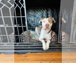 Morgan - Female American Bulldog-American Staffordshire Terrier Mix Dog for Adoption - Photo #6