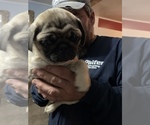 Small Photo #8 Pug Puppy For Sale in ISLANDTON, SC, USA