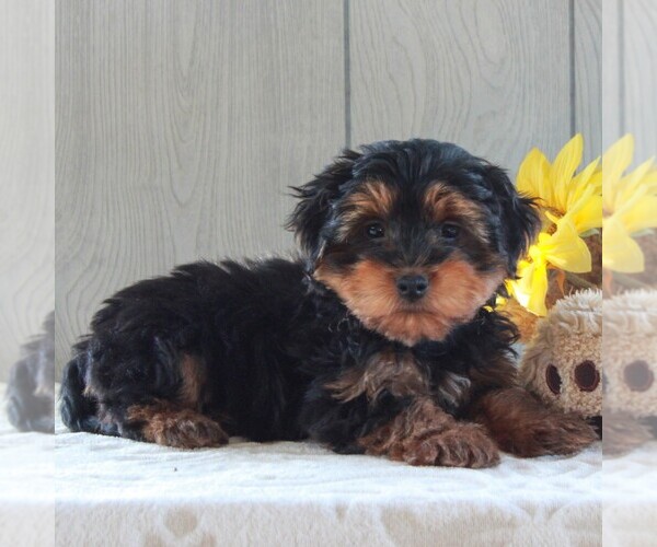 Medium Photo #2 YorkiePoo Puppy For Sale in GORDONVILLE, PA, USA
