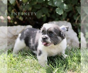 French Bulldog Puppy for sale in RONKS, PA, USA