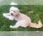 Small #1 Wheaten Terrier Mix