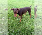 Small #8 Doberman Pinscher