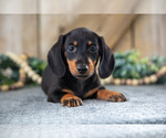Puppy Diamond Dachshund