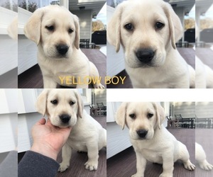 Labrador Retriever Puppy for sale in POWER, MT, USA