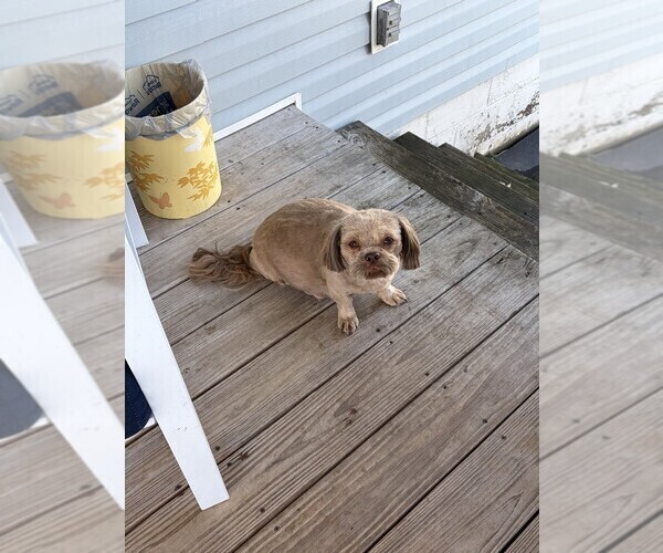 Medium Photo #1 Shih Tzu Puppy For Sale in S ZANESVILLE, OH, USA