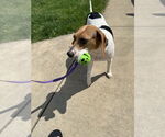 Small #2 Beagle Mix